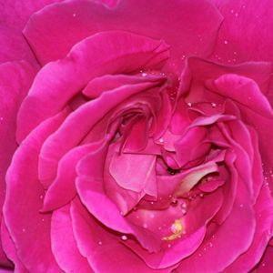 Meet your Posher, Sonia